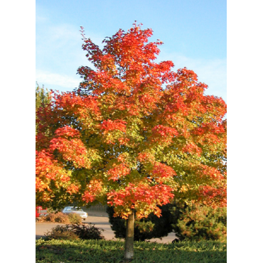 ACER PACIFIC SUNSET