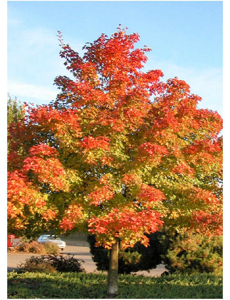 ACER PACIFIC SUNSET