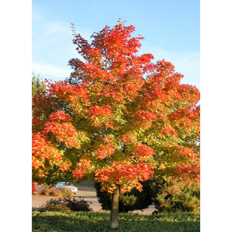 ACER PACIFIC SUNSET