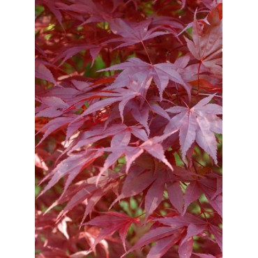 ACER palmatum ATROPURPUREUM