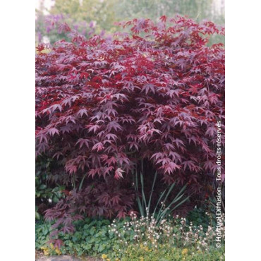 ACER palmatum BLOODGOOD