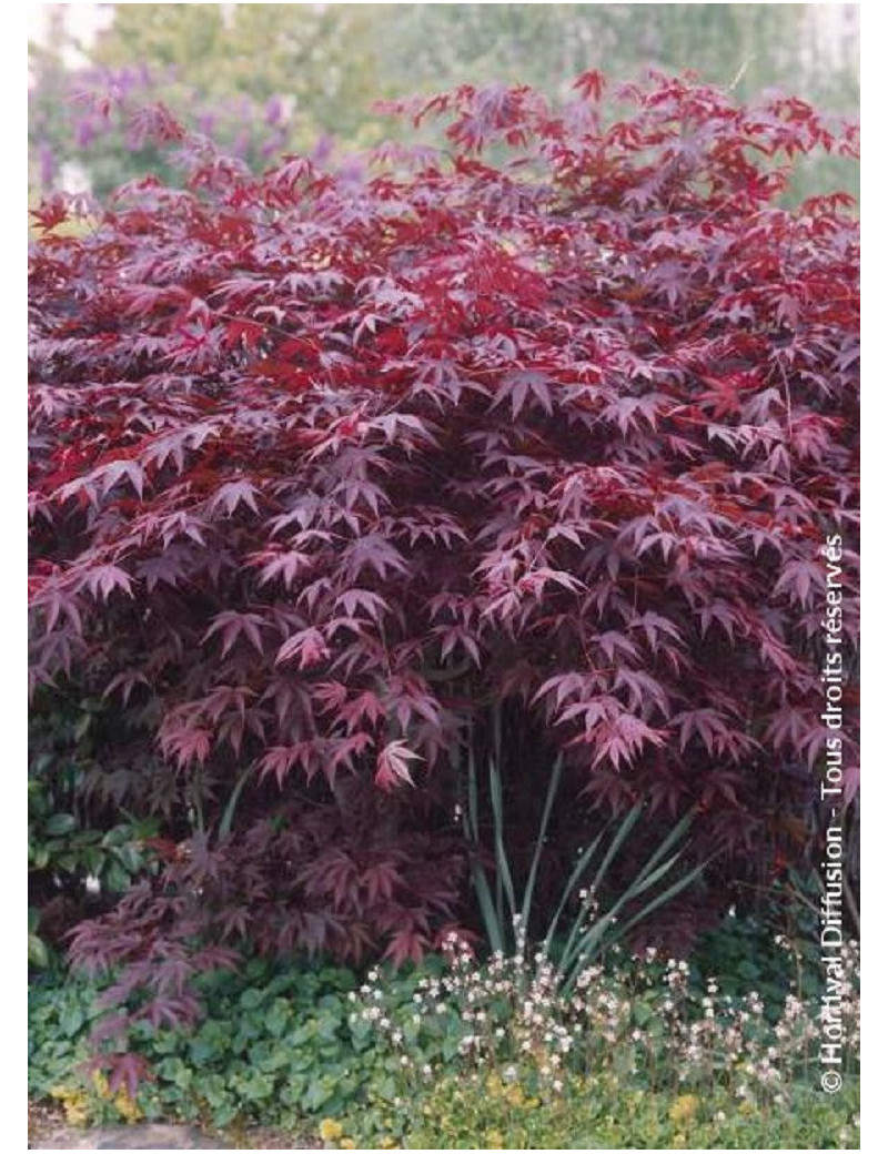 ACER palmatum BLOODGOOD