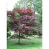 ACER palmatum BLOODGOOD