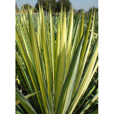 YUCCA filamentosa GOLDEN SWORD