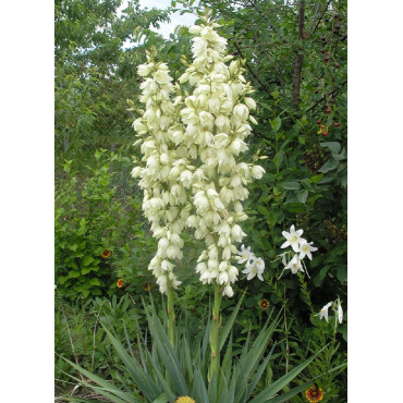 YUCCA filamentosa