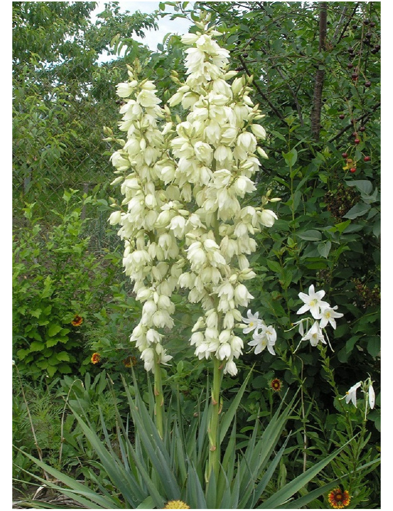 YUCCA filamentosa