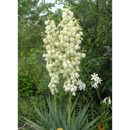 YUCCA filamentosa