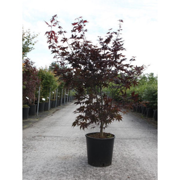 ACER palmatum BLOODGOOD En pot de 10-12 litres