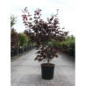 ACER palmatum BLOODGOOD En pot de 10-12 litres