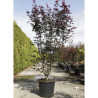 ACER palmatum BLOODGOOD En pot de 35-50 litres