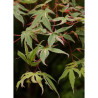 ACER palmatum BUTTERFLY