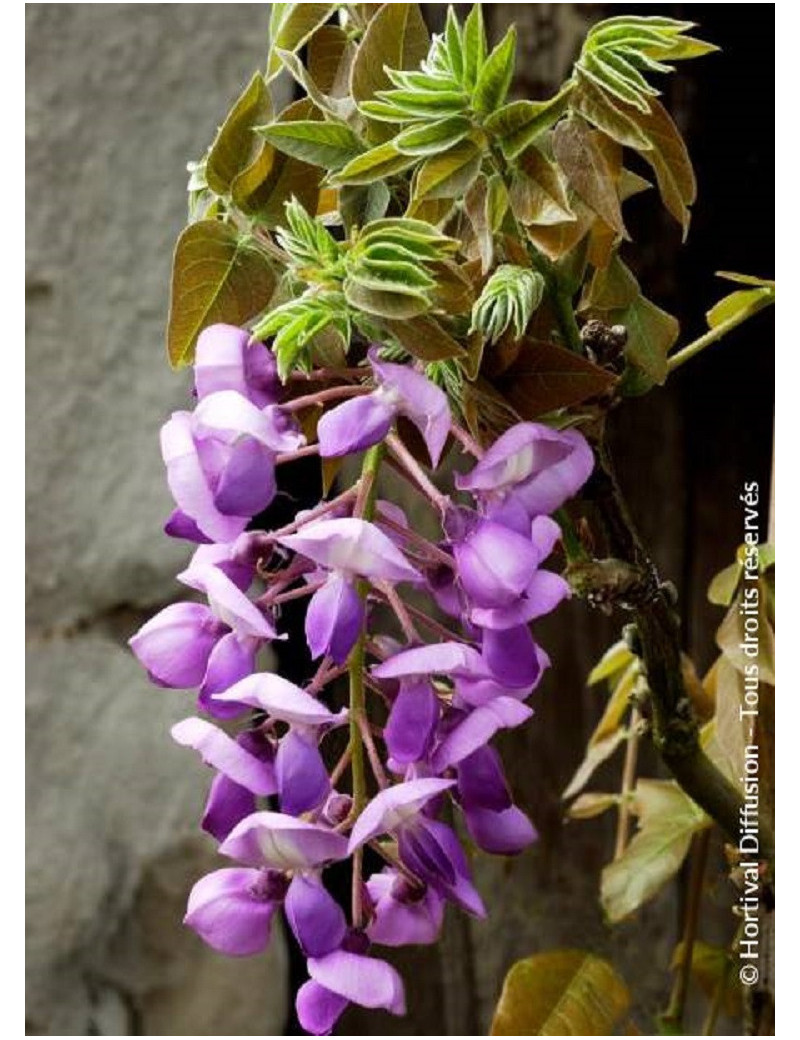 WISTERIA venusta OKAYAMA