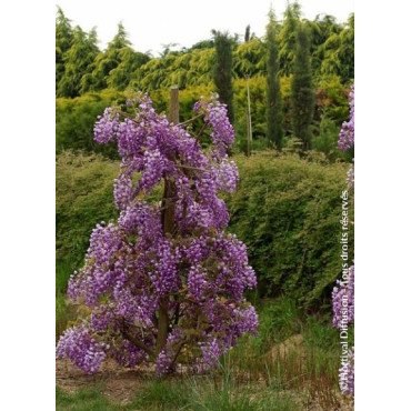 WISTERIA venusta OKAYAMA