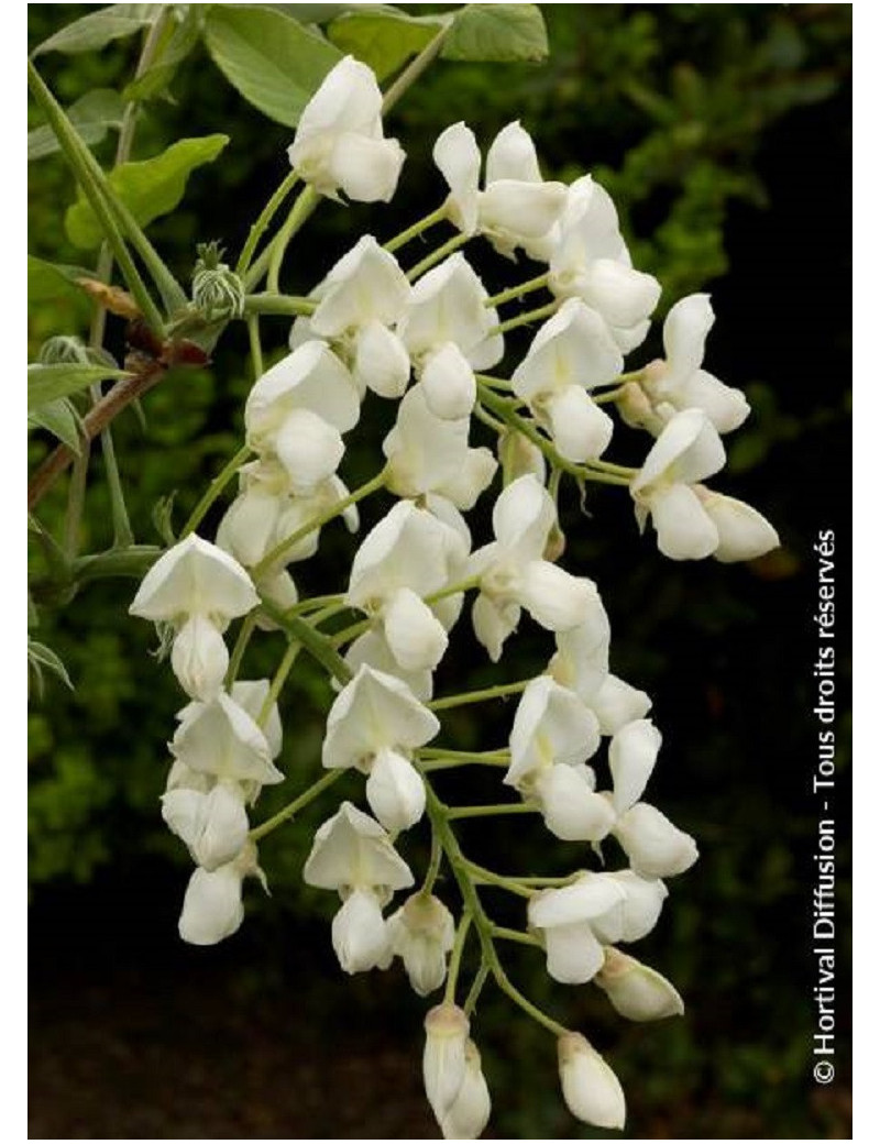 WISTERIA venusta ALBA