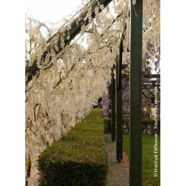 WISTERIA sinensis ALBA