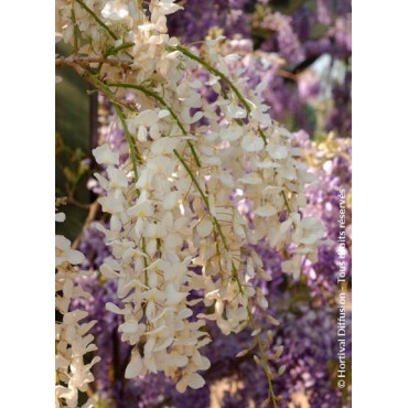 WISTERIA sinensis ALBA