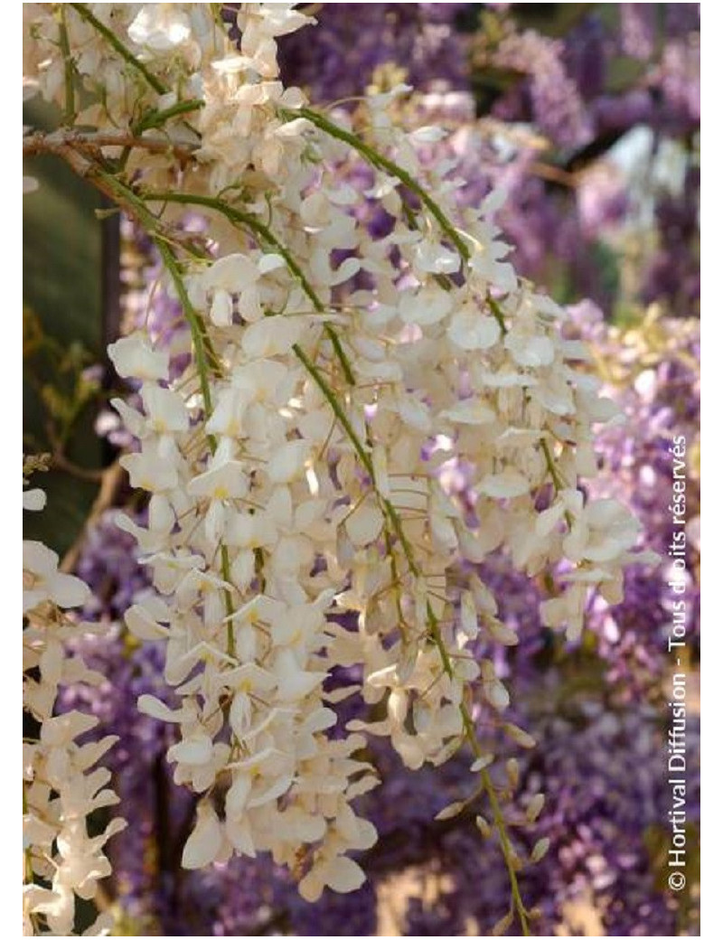 WISTERIA sinensis ALBA