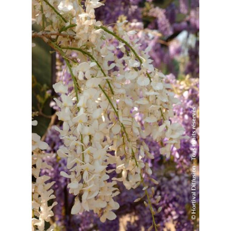 WISTERIA sinensis ALBA