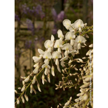 WISTERIA sinensis ALBA