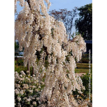 WISTERIA sinensis ALBA