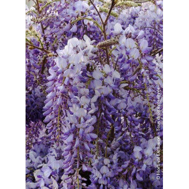 WISTERIA sinensis