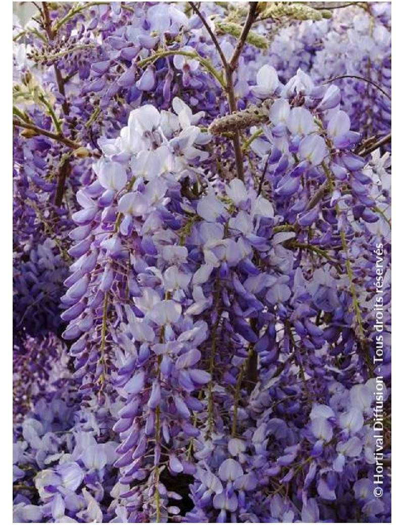 WISTERIA sinensis