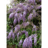 WISTERIA sinensis