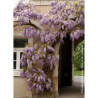 WISTERIA sinensis