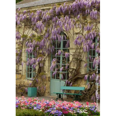 WISTERIA sinensis