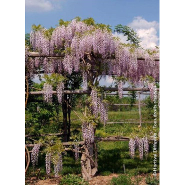 WISTERIA formosa ISSAI