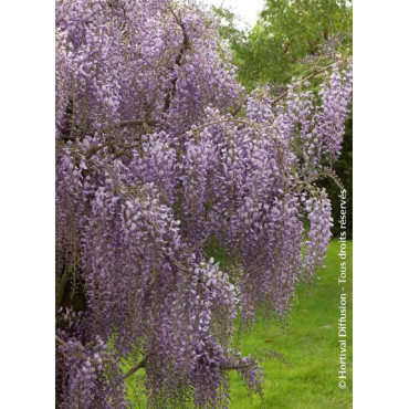 WISTERIA formosa ISSAI