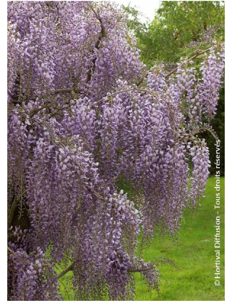 WISTERIA formosa ISSAI