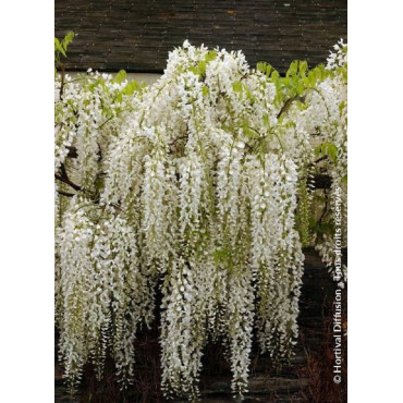 WISTERIA floribunda ALBA