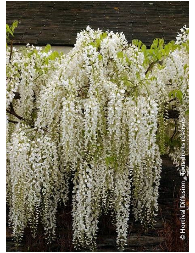 WISTERIA floribunda ALBA