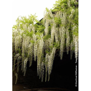 WISTERIA floribunda ALBA