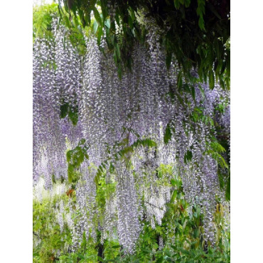 WISTERIA floribunda MACROBOTRYS