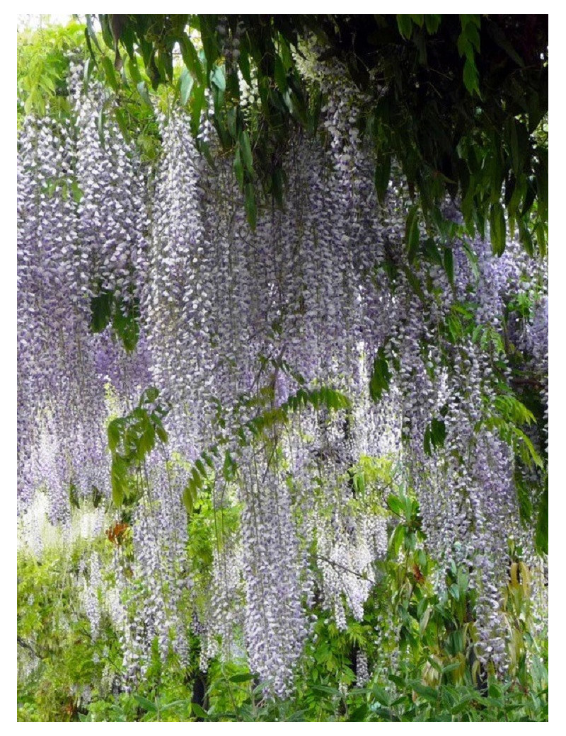 WISTERIA floribunda MACROBOTRYS