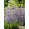 WISTERIA floribunda MACROBOTRYS