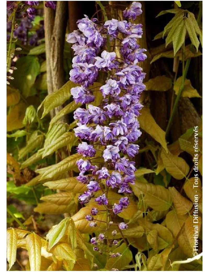 WISTERIA floribunda VIOLACEA PLENA