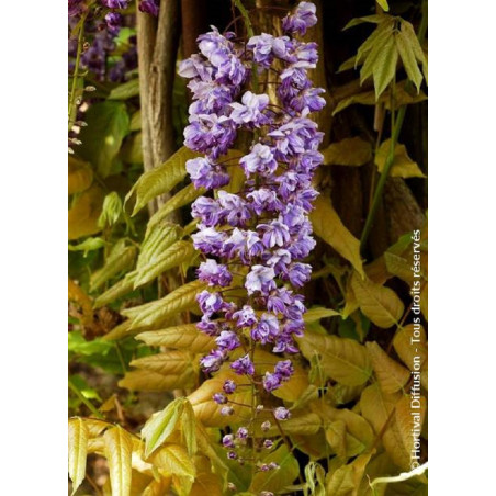 WISTERIA floribunda VIOLACEA PLENA