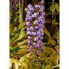 WISTERIA floribunda VIOLACEA PLENA