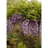 WISTERIA floribunda VIOLACEA PLENA