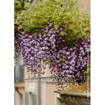 WISTERIA floribunda VIOLACEA PLENA