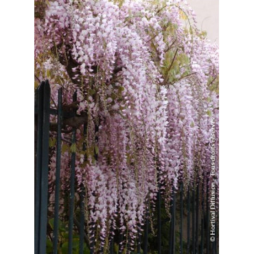 WISTERIA floribunda ROSEA