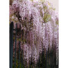 WISTERIA floribunda ROSEA