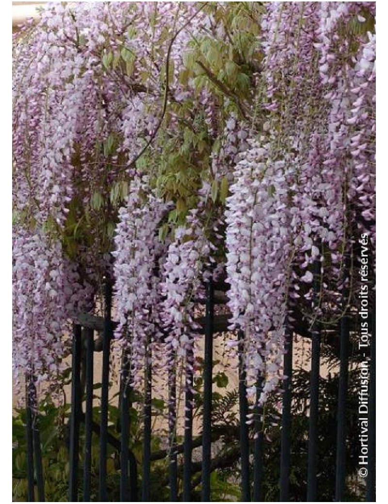 WISTERIA floribunda ROSEA