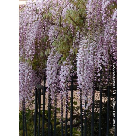 WISTERIA floribunda ROSEA