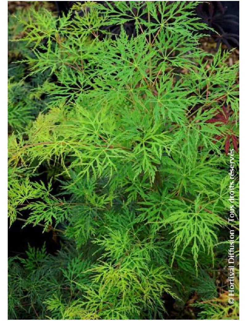 ACER palmatum EMERALD LACE