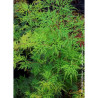 ACER palmatum EMERALD LACE