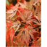 ACER palmatum EMERALD LACE